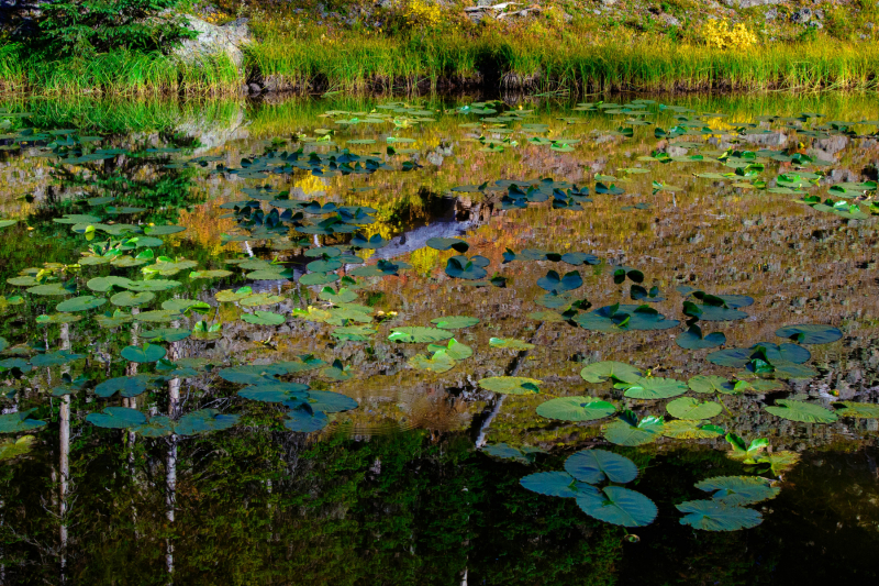 Lily pads and spruce reflections in pond at Continental Divide, Yellowstone Park (2011)