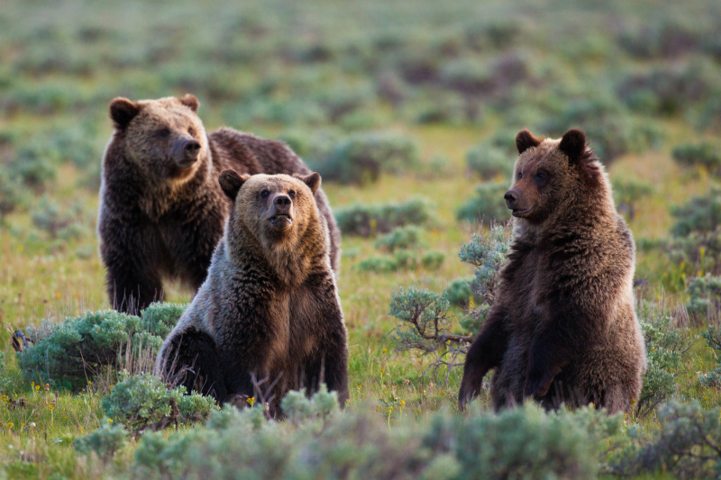 Grizzly family near Obsidian Creek, Yellowstone (2012)