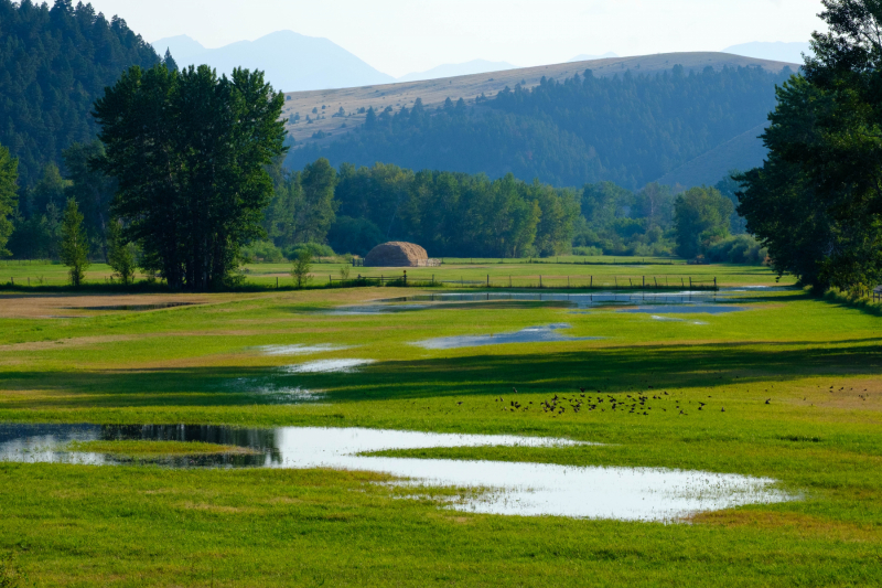 Subirrigated fields along Little Blackfoot River near Garrison (2020)